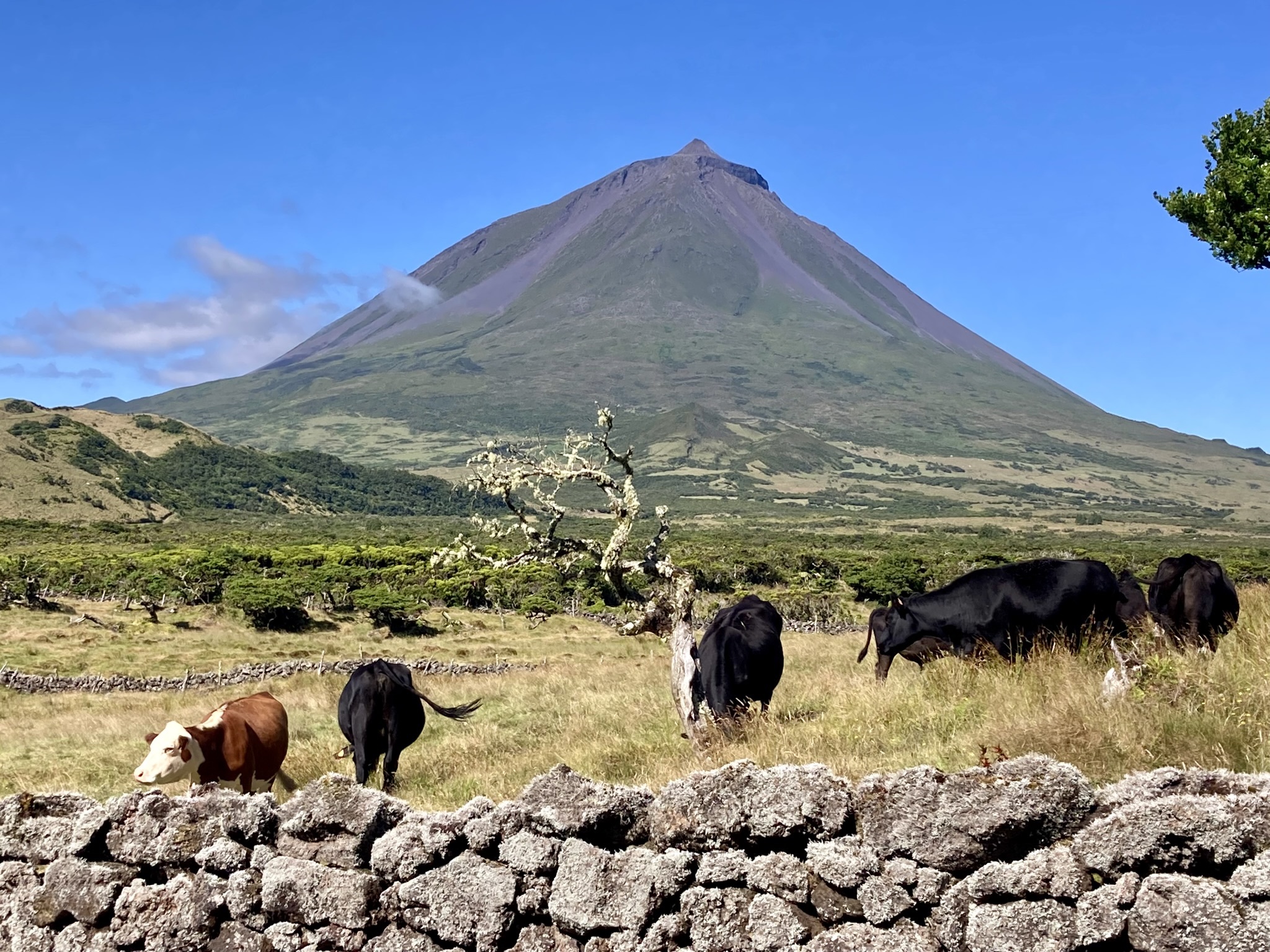 Le Pico, point culminant du Portugal, vu depuis les pâturages de Pico