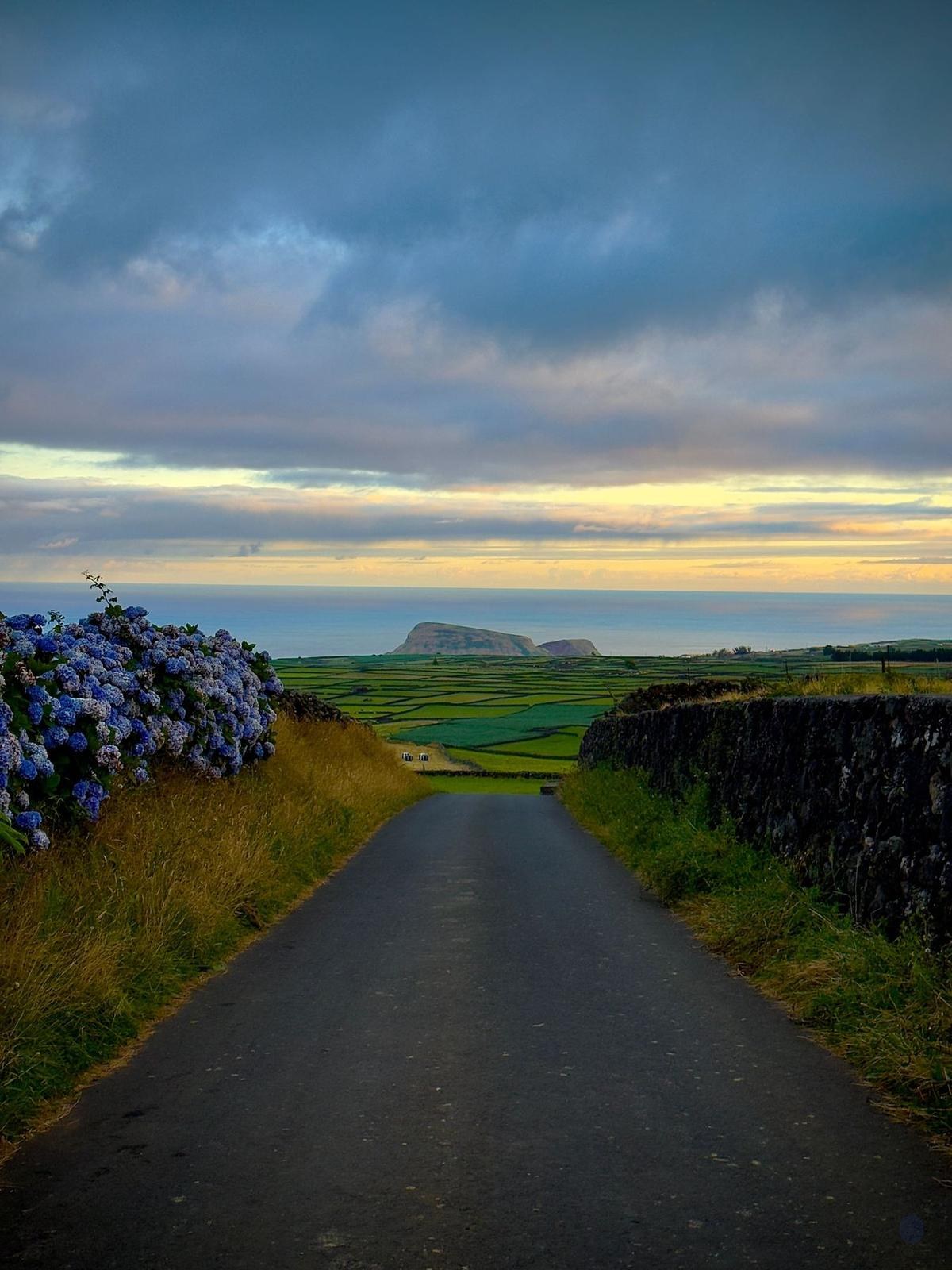 Route bordée d’hortensias aux Açores